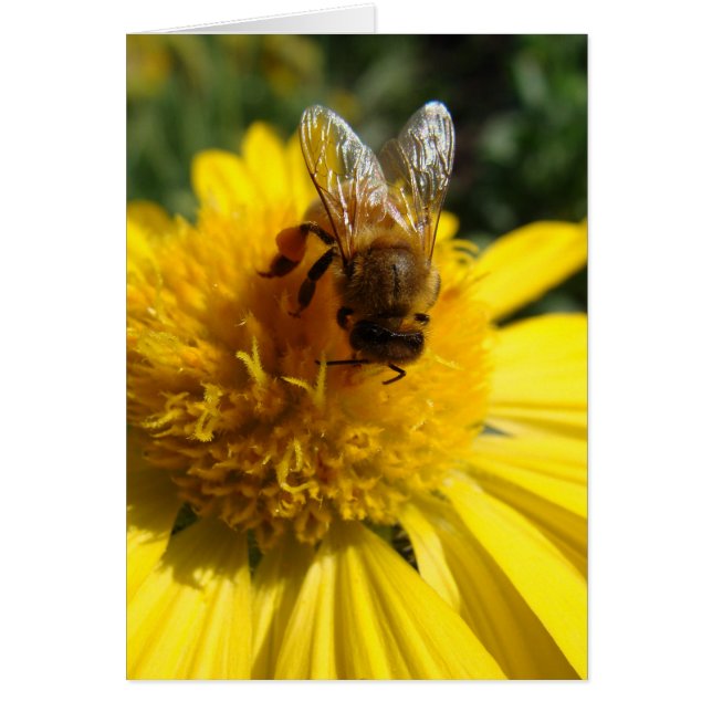 Abeille de miel sur la marguerite jaune de tournes (Devant)