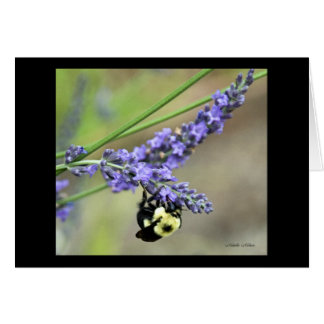 Abeille en lavande
