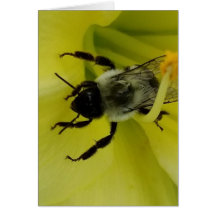ABEILLE IMPRESSIONNANTE - SALUTATION CHRÉTIENNE