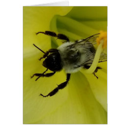 ABEILLE IMPRESSIONNANTE - SALUTATION CHRÉTIENNE