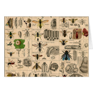 Abeille Insecte Bug Wasp Nature Peinture des abeil