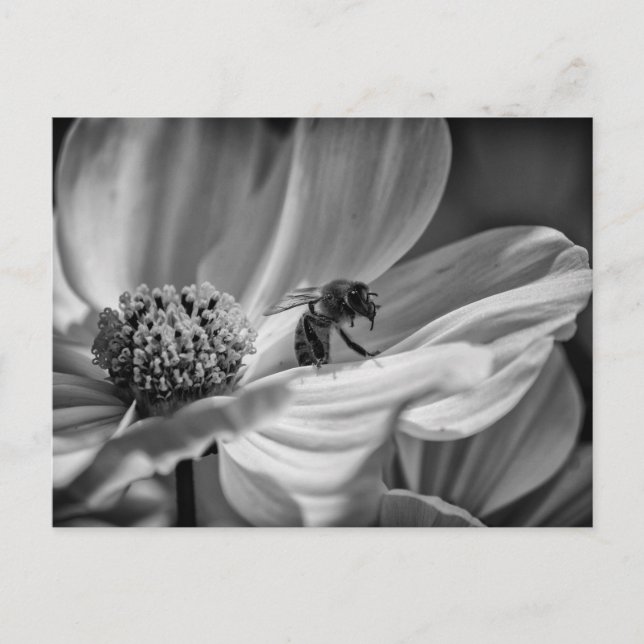Abeille sur la fleur Cosmo - Carte postale (Devant)