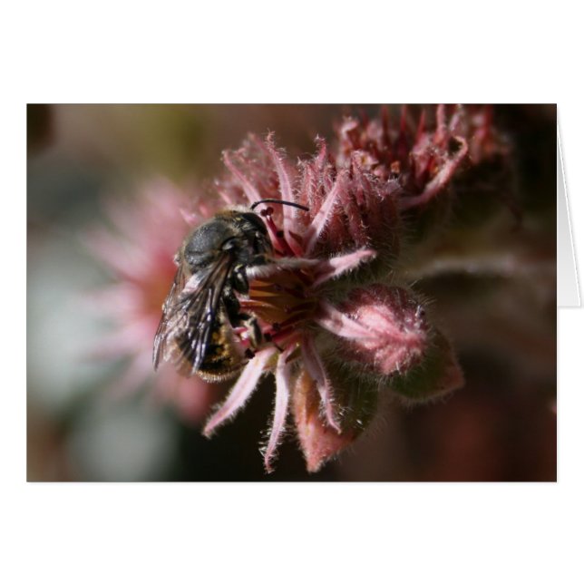 Abeille sur sempervivum (Devant horizontal)