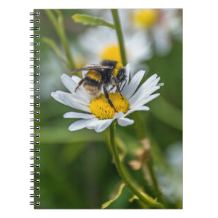 Abeille sur un carnet de marguerite blanche