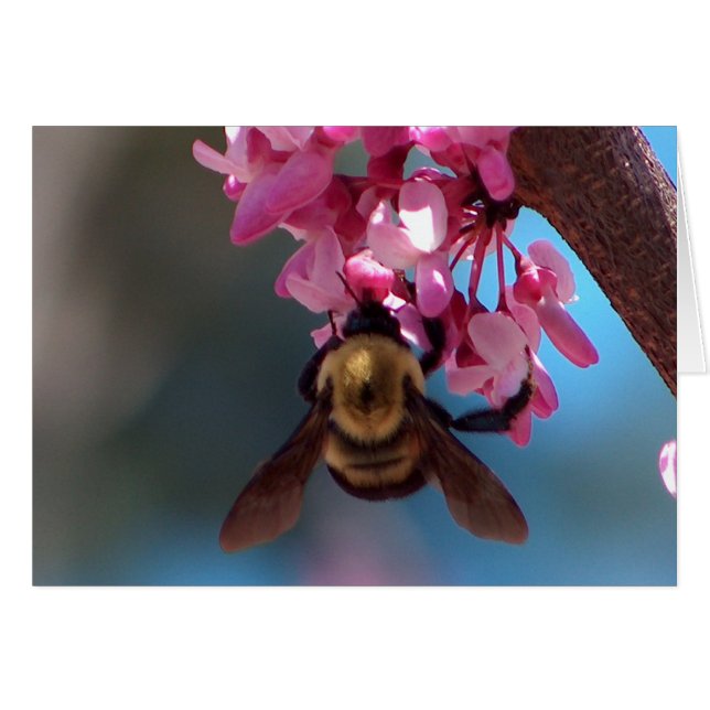 Abeille sur une fleur (Devant horizontal)