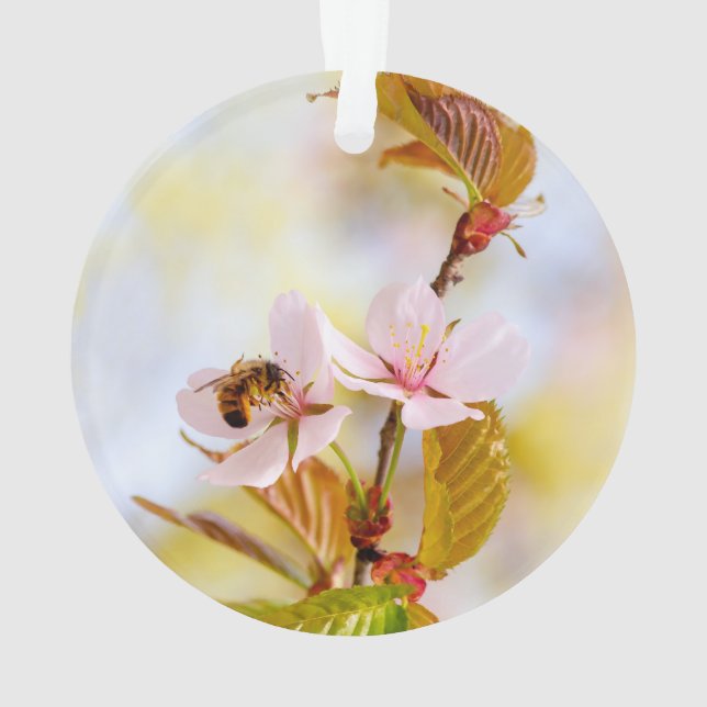 Abeille sur une fleur de cerisier (dos)