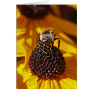 Abeille sur une Susan Black Eyed