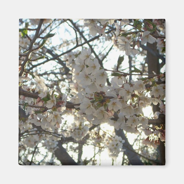 Abend Cherry Blossoms II Frühjahr Sonnenuntergang Magnet (Vorne)