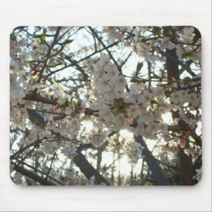 Abend Cherry Blossoms II Frühjahr Sonnenuntergang Mousepad