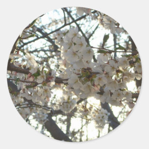 Abend Cherry Blossoms II Frühjahr Sonnenuntergang Runder Aufkleber
