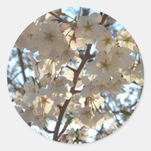 Abend Cherry Blüten I Spring Floral Runder Aufkleber