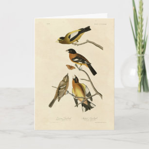 Abend, Gepunktet Grosbeak Audubon Birds of America Karte