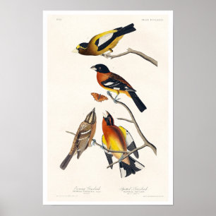 Abend Grosbeak und Gepunktet Grosbeak von Audubon Poster