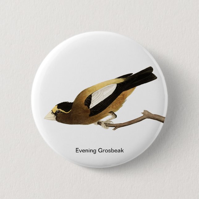 Abend Grosbeak von John James Audubon, Finch Bird Button (Vorderseite)