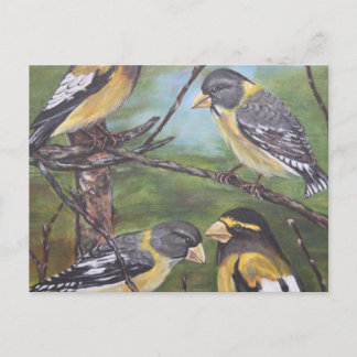 Abend Grosbeaks Postkarte
