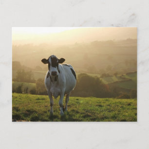 Abend Kuh Postkarte