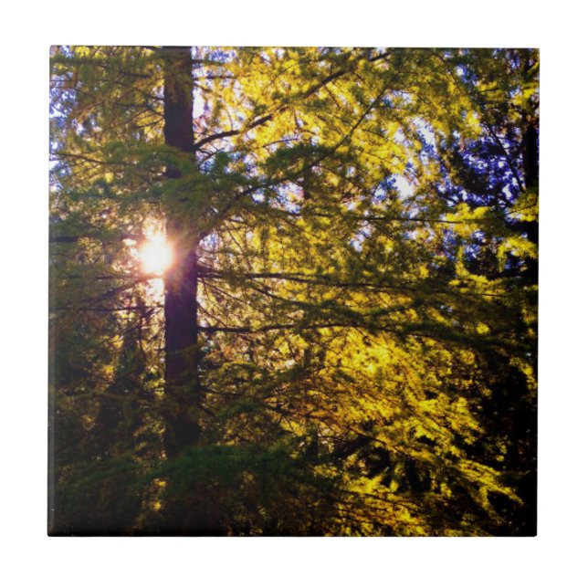 Abend Light Fliese (Vorderseite)