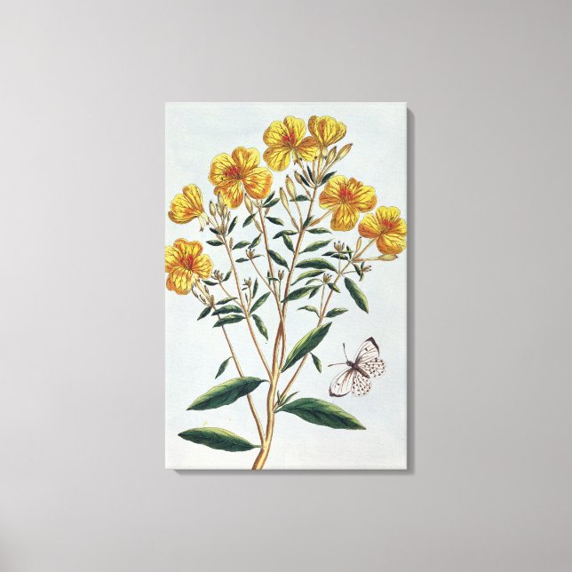 Abend Primrose, Platte 73 von "Collection Precie Leinwanddruck (Vorderseite)