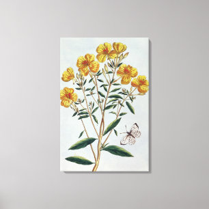 Abend Primrose, Platte 73 von "Collection Precie Leinwanddruck