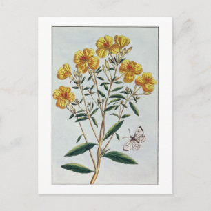 Abend Primrose, Platte 73 von "Collection Precie Postkarte