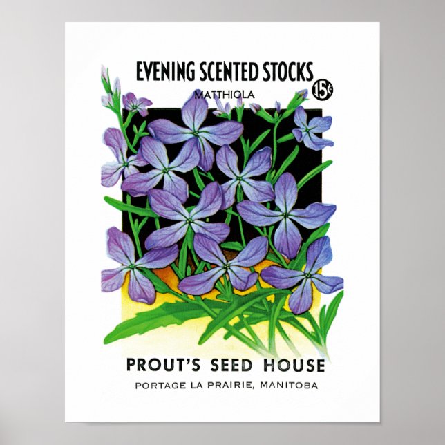Abend-Scented Stocks Seed Packet Label Poster (Vorne)