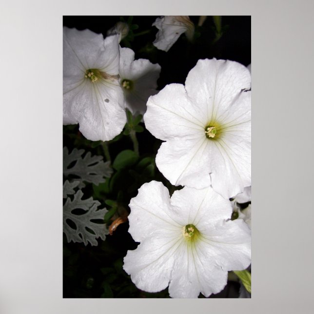Abend White Petunia Blüten Blüte Poster (Vorne)
