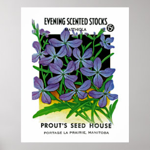 Abendduftende Levkojen Poster