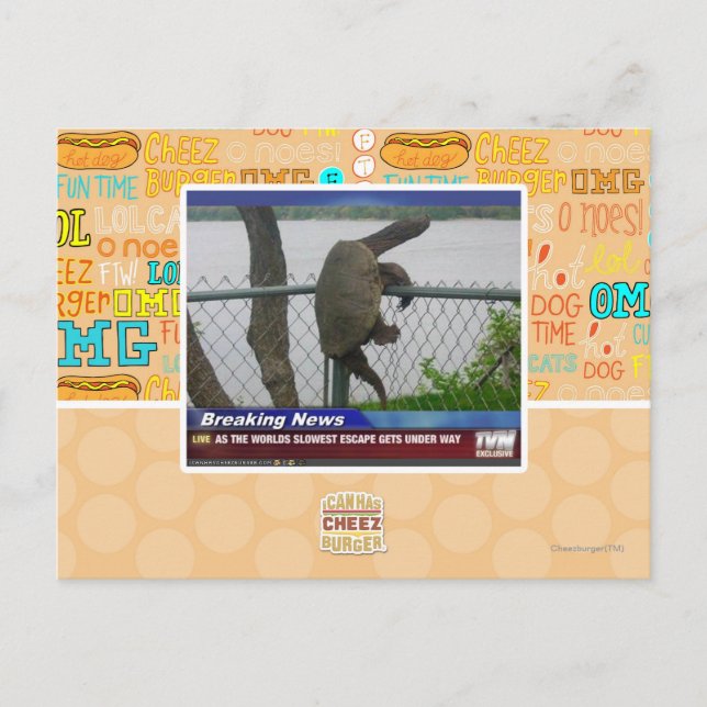 Abenteuerschildkröte Postkarte (Vorderseite)