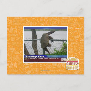 Abenteuerschildkröte Postkarte