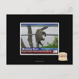 Abenteuerschildkröte Postkarte