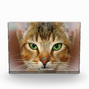 Abessinierkatze Fotoblock