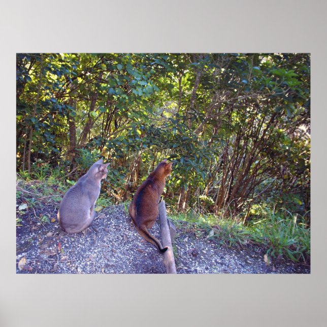 Abessinierkatzen auf Gehweg Poster (Vorne)