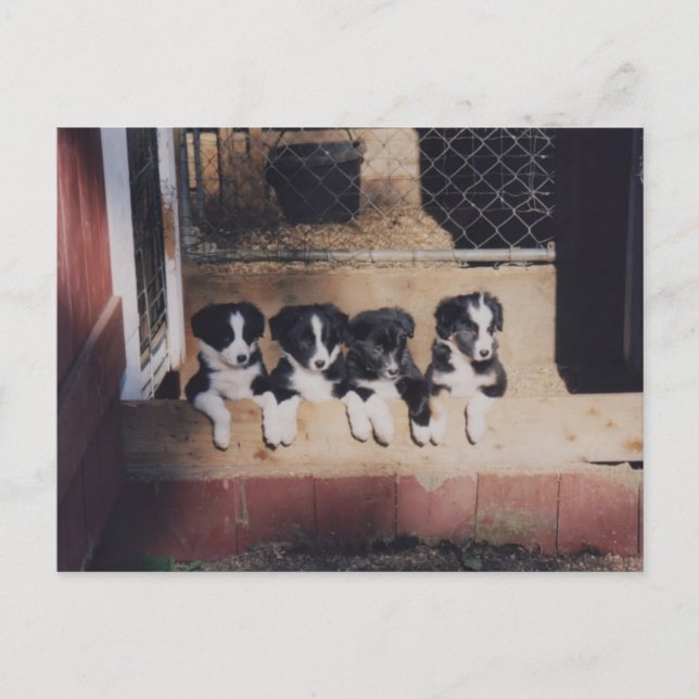 Abfälle von Grenz-Collie Welpen Hund Postkarte (Vorderseite)