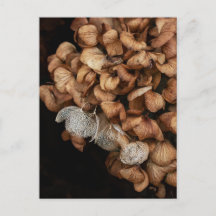 Abgeblendetes Hydrangea