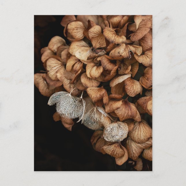 Abgeblendetes Hydrangea Postkarte (Vorderseite)