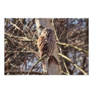 Abgehaltene Eule in einem Birken-Baum-Foto Fotodruck