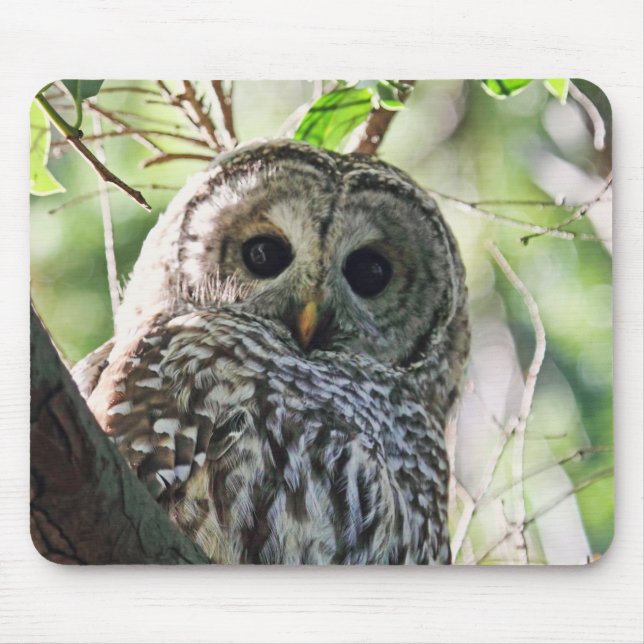 Abgehaltene Eulen-Anstarren Mousepad (Vorne)