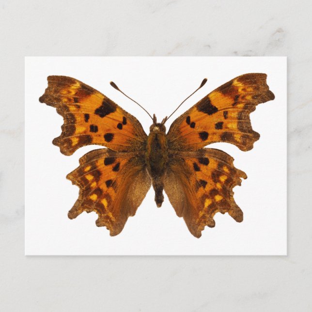 Abgeschiedener Schmetterling Postkarte (Vorderseite)
