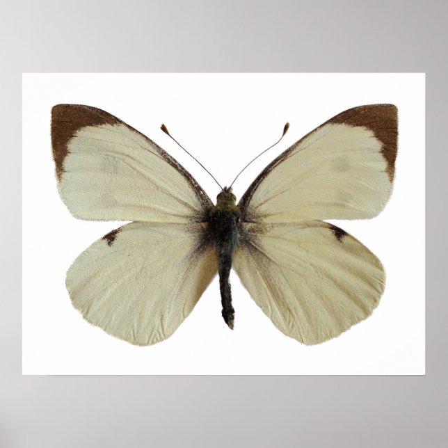 Abgeschiedener Weiße Schmetterling Poster (Vorne)