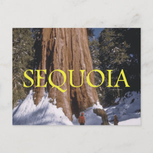 ABH Sequoia Postkarte