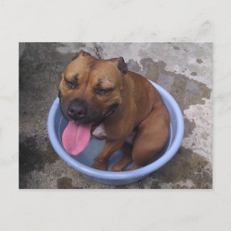 Abkühlen an einem heißen Tag Postkarte