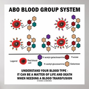 ABO Blutgruppe System versteht Bluttyp Poster