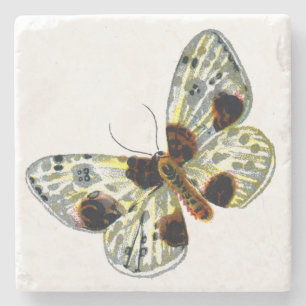 Abraxas sylvata - The Clouded Magpie Moth Steinuntersetzer