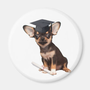 Abschluss Chihuahua Magnet