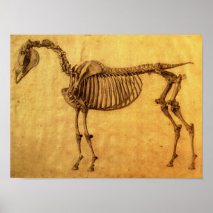 Abschluss der Studie für die erste Skeletttabelle Poster