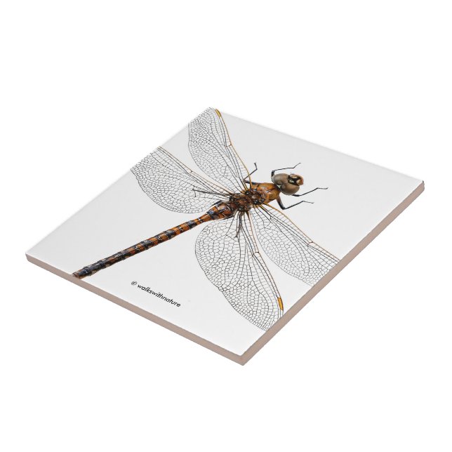 Abschluss einer Darner Dragonfly aus Kanada Fliese (Seite)