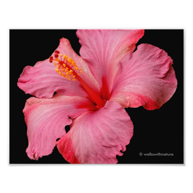Abschluss eines schönen rosa Hibiskus Fotodruck (Vorne)