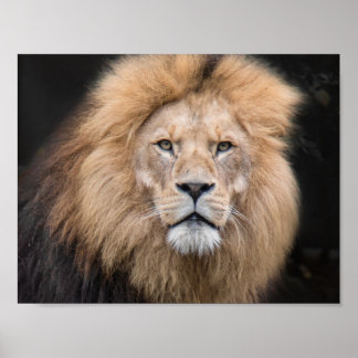 Abschlussportrait eines männlichen Löwen Poster