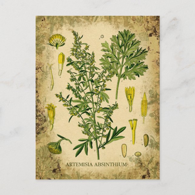 Absinthe Botanical Collage Postkarte (Vorderseite)