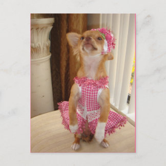 absolut niedliche Chihuahuapostkarte Postkarte